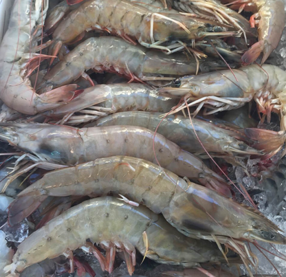 Scallops & Jumbo Shrimp Deluxe Box