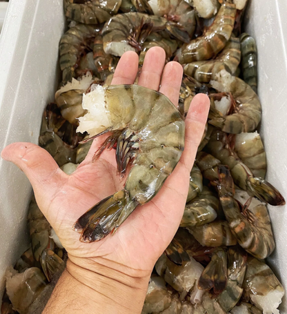 Shrimp Lovers Box – Jumbo, White & Cooked Shrimp Trio