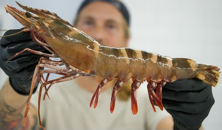 Shrimp Lovers Box – Jumbo, White & Cooked Shrimp Trio